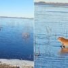 El video que asombró a todos: carpinchos patinaron sobre el hielo en los Esteros del Iberá en medio de la ola polar